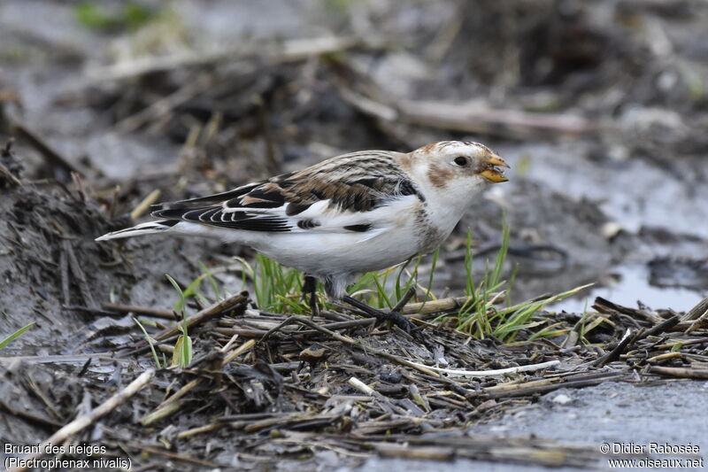 Snow Bunting male adult post breeding, identification, walking, eats