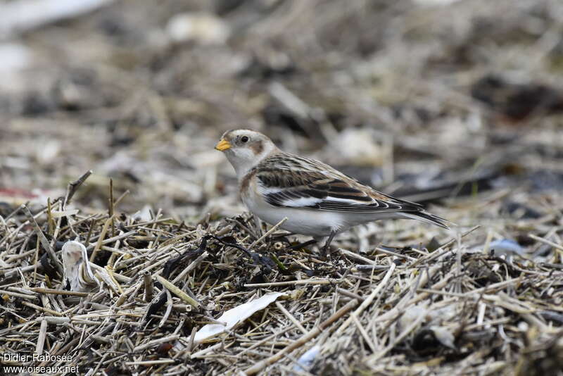 Snow Bunting female adult post breeding, identification, walking