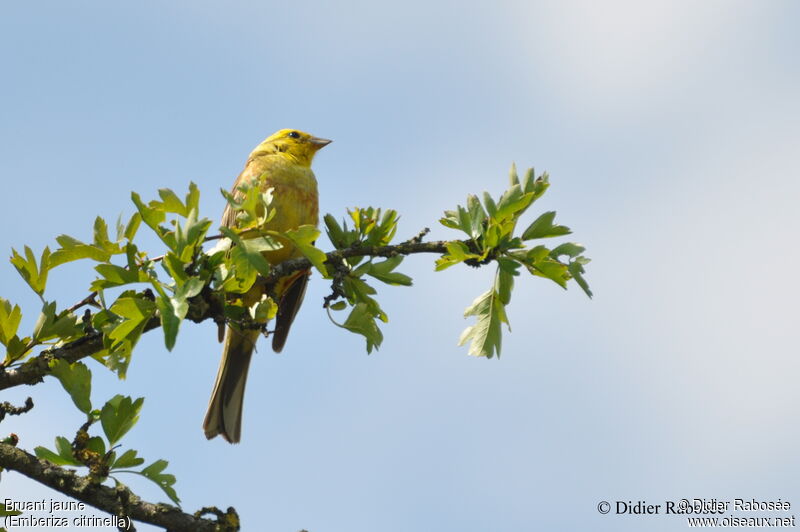 Yellowhammer male