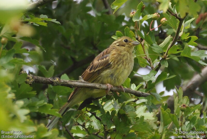 Bruant jaune femelle