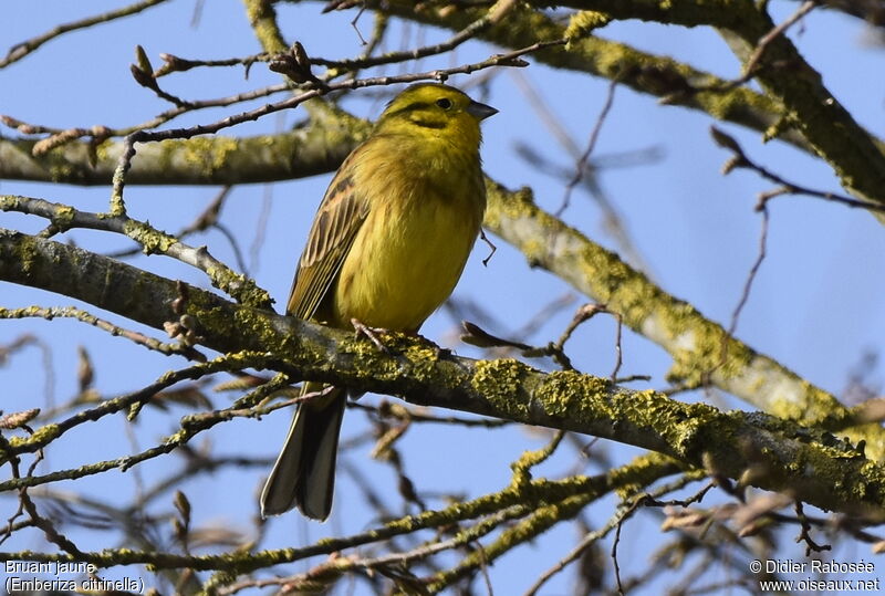 Yellowhammer male