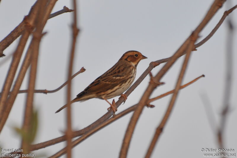 Little Bunting