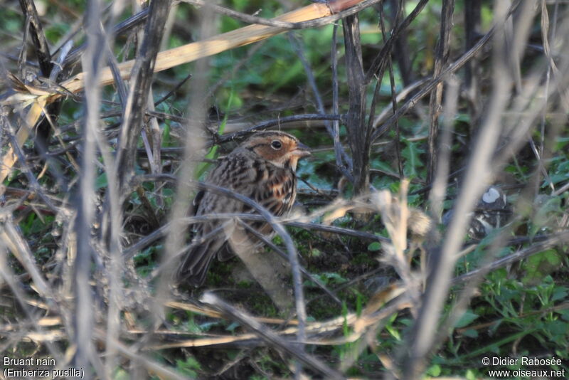 Little Bunting