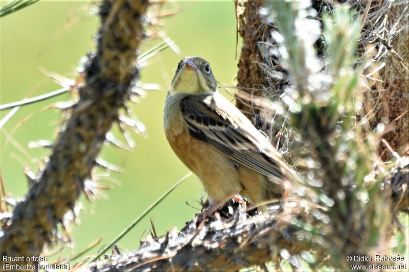 Ortolan Bunting male