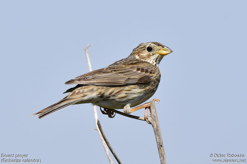 Corn Bunting