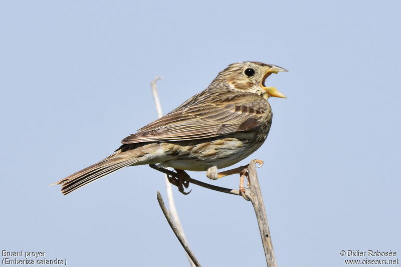 Corn Bunting male adult, song