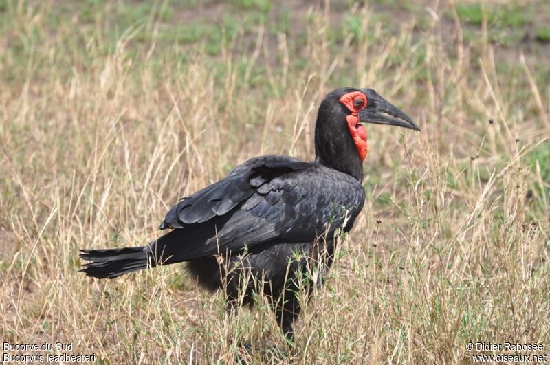 Southern Ground Hornbill