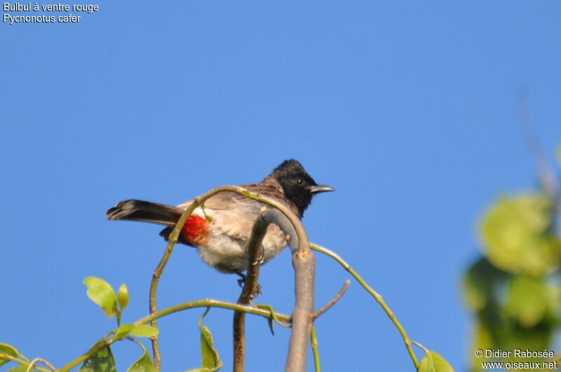 Bulbul à ventre rouge