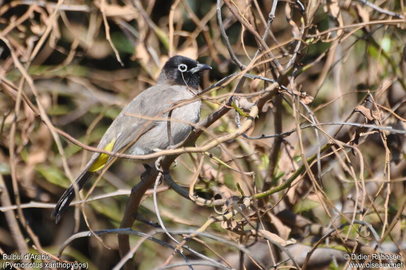 White-spectacled Bulbul