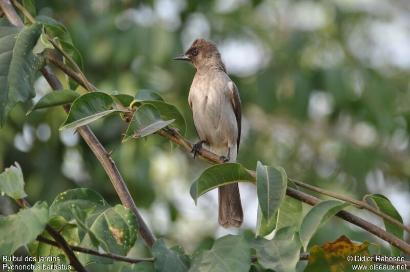 Bulbul des jardins