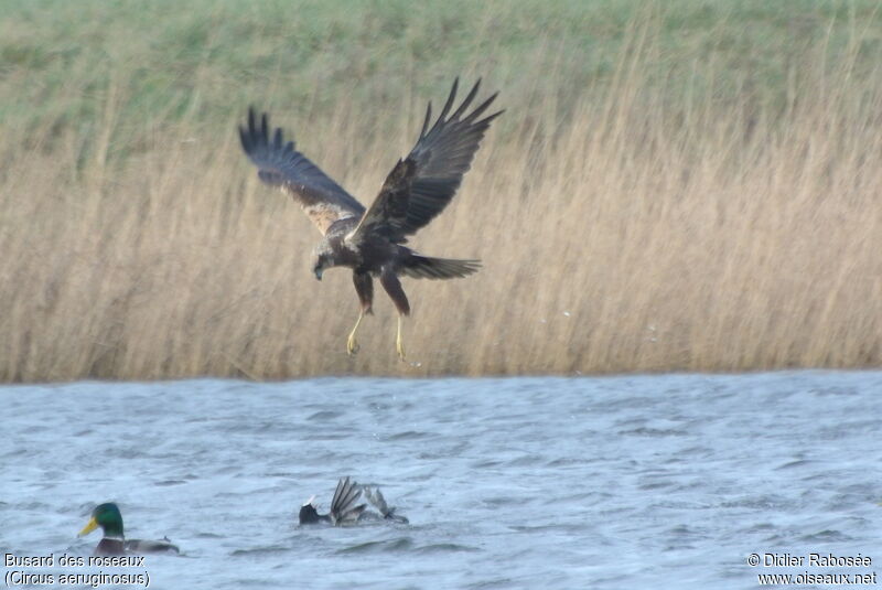 Western Marsh Harrier male Second year, Behaviour