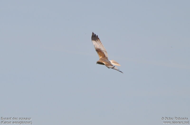 Western Marsh Harrier male adult breeding