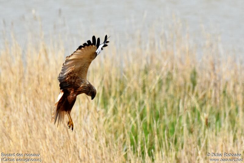 Western Marsh Harrier male, Behaviour