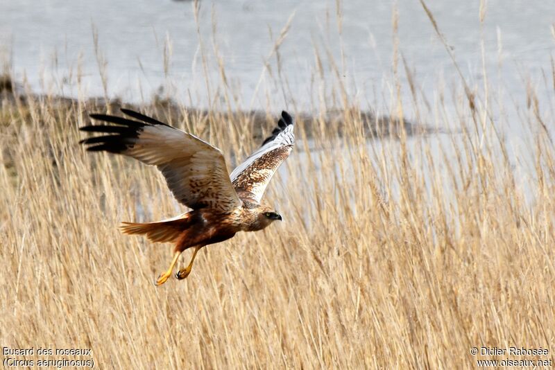 Western Marsh Harrier male adult breeding