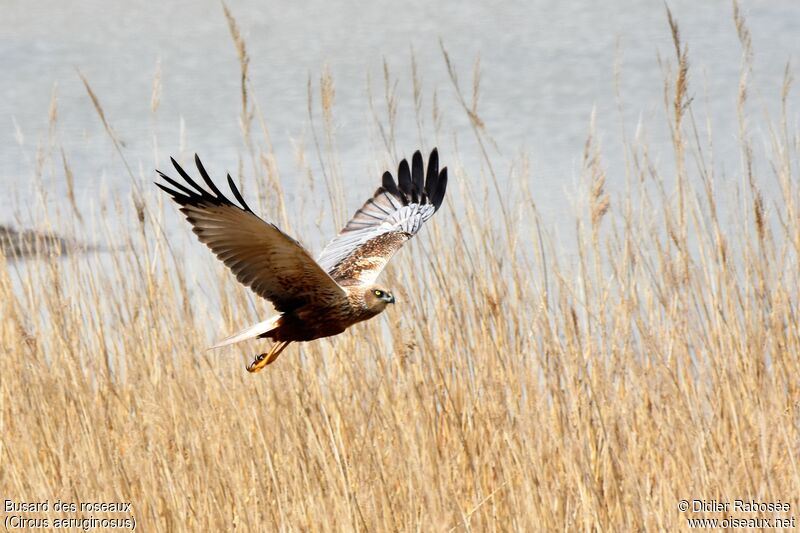 Western Marsh Harrier male adult