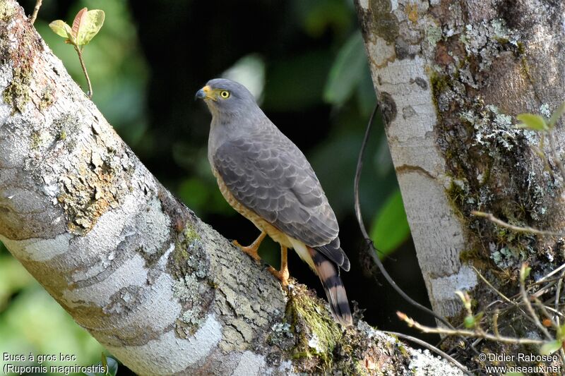 Roadside Hawk