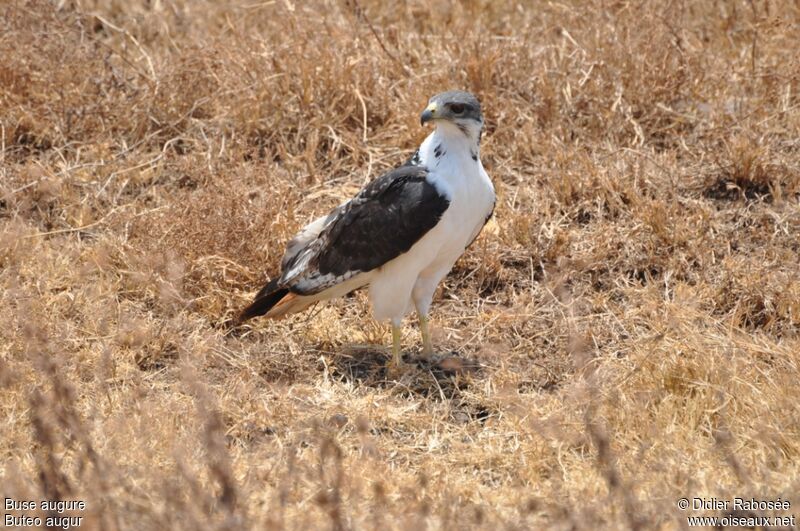 Augur Buzzard