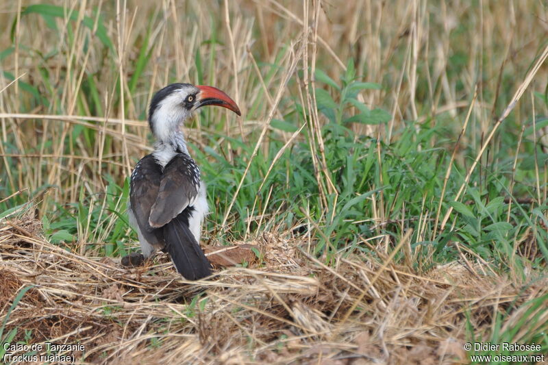 Tanzanian Red-billed Hornbill