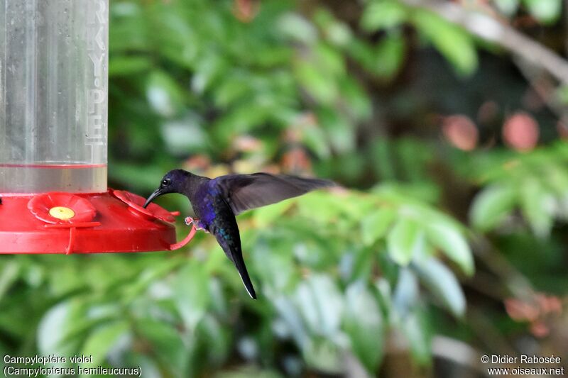 Violet Sabrewing male