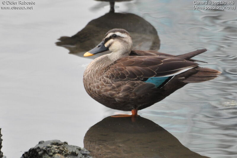 Indian Spot-billed Duck