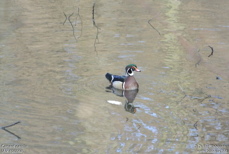 Canard carolin mâle adulte