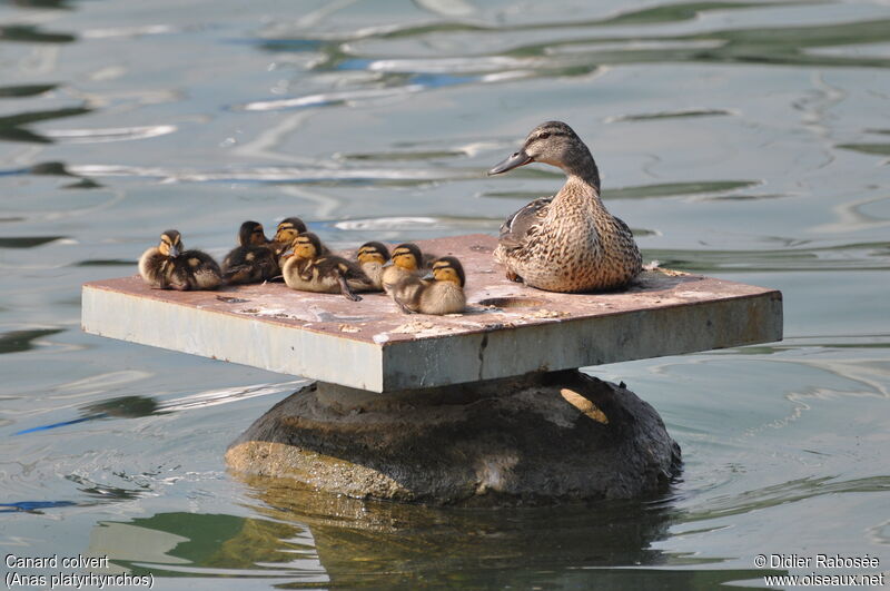 Mallard, Behaviour