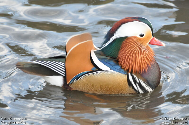 Mandarin Duck male