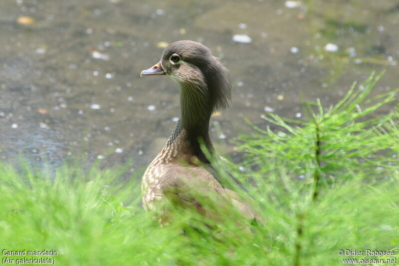 Canard mandarin femelle