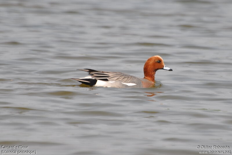 Eurasian Wigeon male