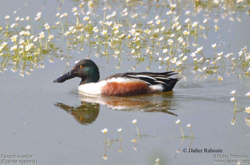 Canard souchet mâle