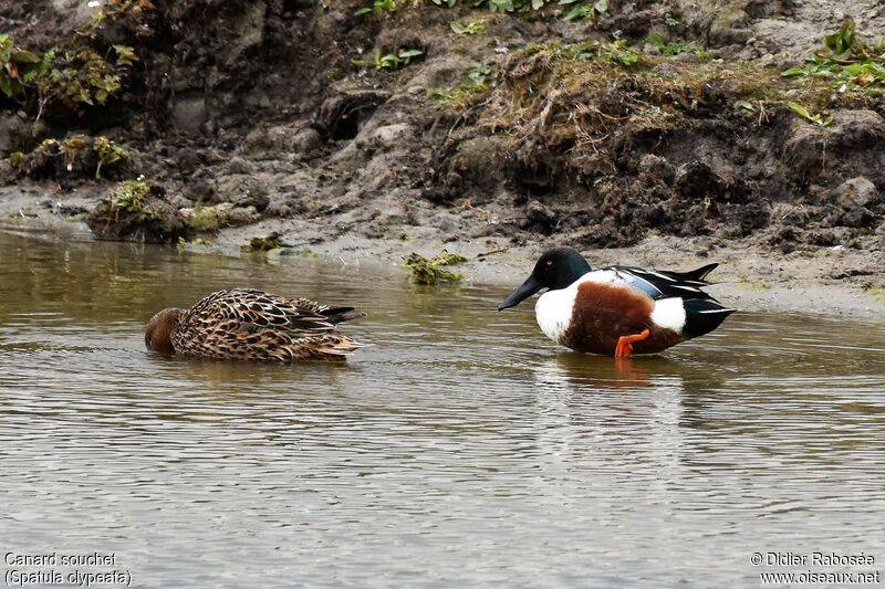 Canard souchetadulte nuptial