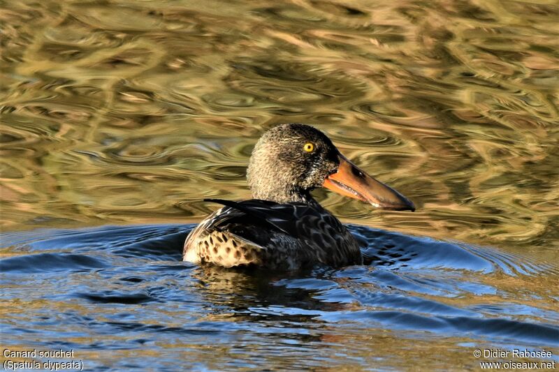 Northern Shoveler male First year