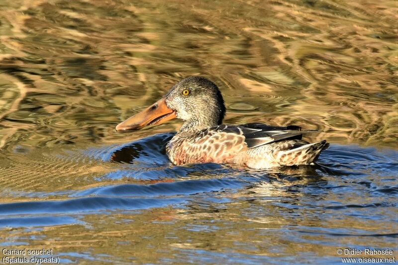 Canard souchet mâle 1ère année