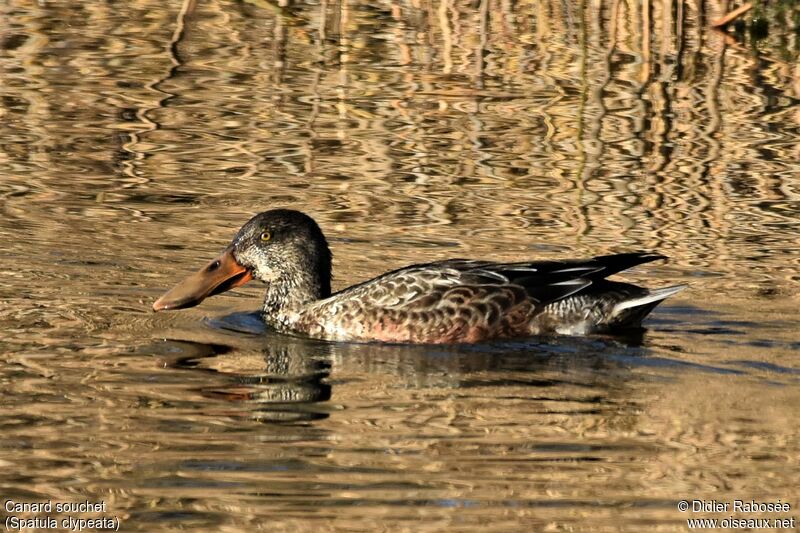 Canard souchet mâle 1ère année