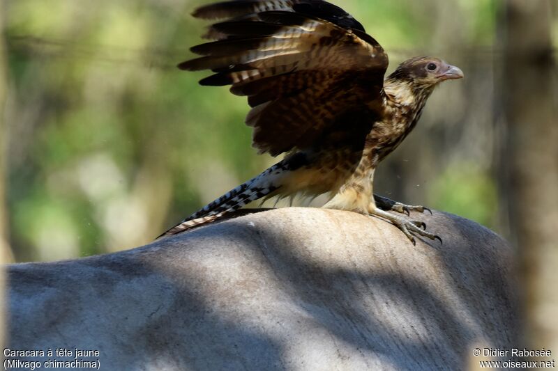 Yellow-headed Caracarajuvenile