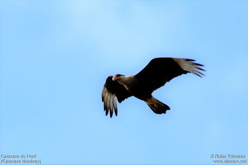 Crested Caracara (cheriway), Flight