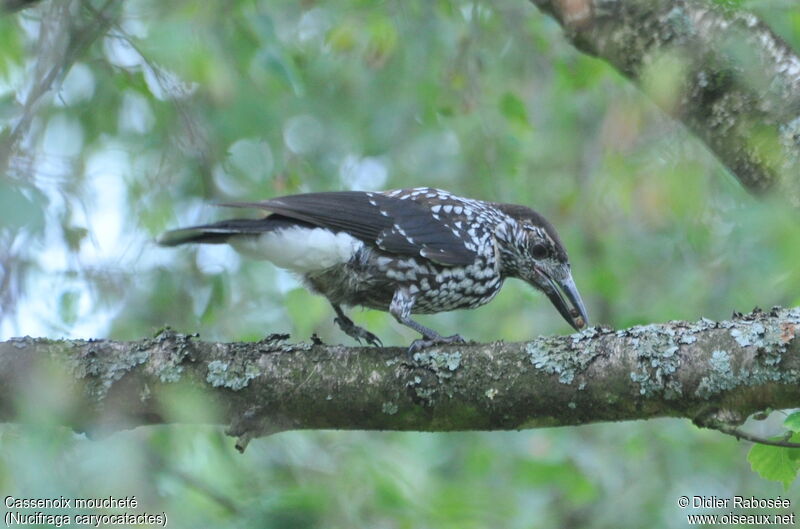 Spotted Nutcracker