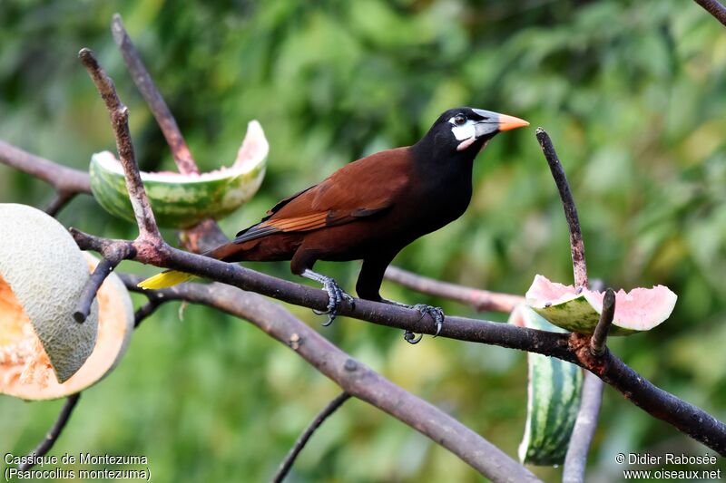 Montezuma Oropendola