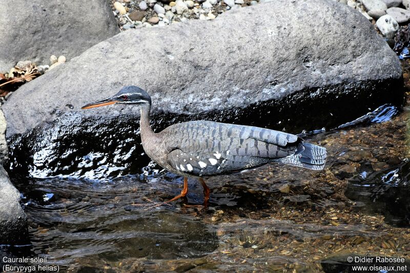 Sunbittern