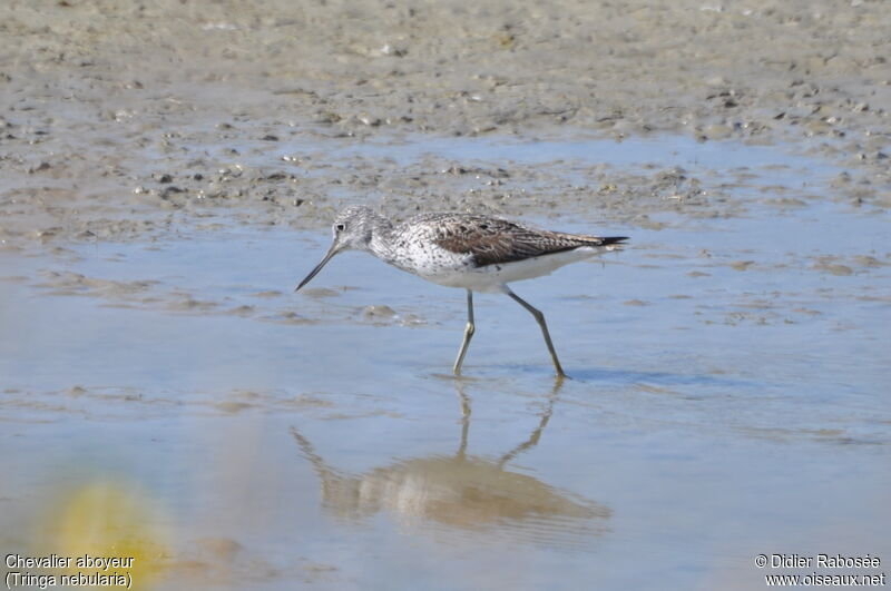 Common Greenshank