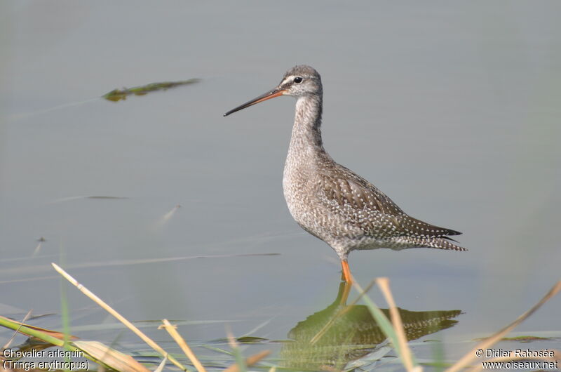 Spotted Redshankjuvenile