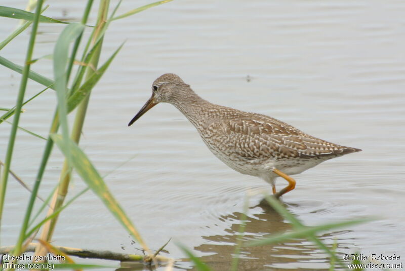 Common Redshankjuvenile