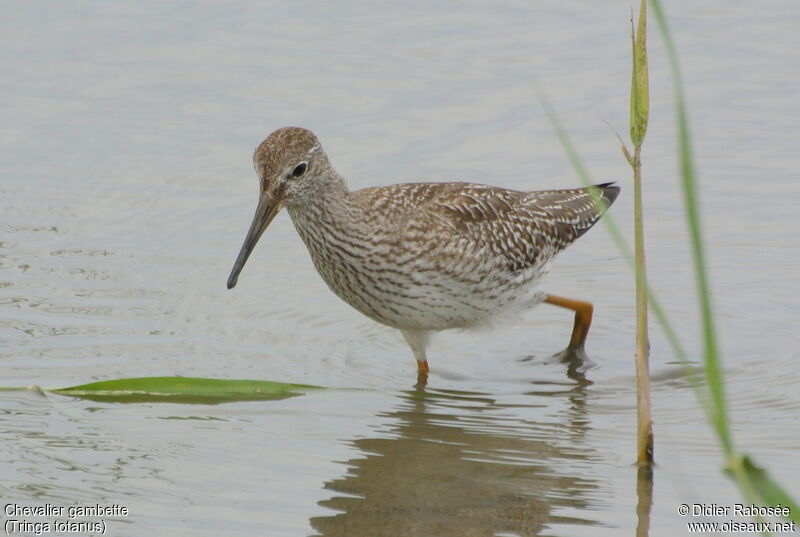 Common Redshankjuvenile