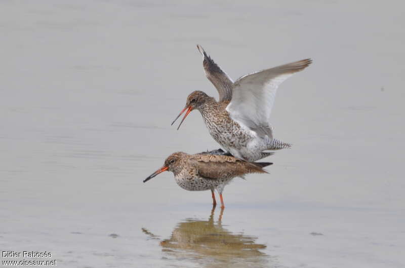 Common Redshankadult breeding, mating., Reproduction-nesting