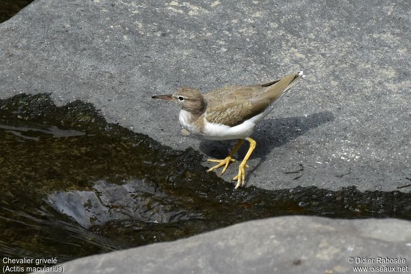 Spotted Sandpiperadult post breeding