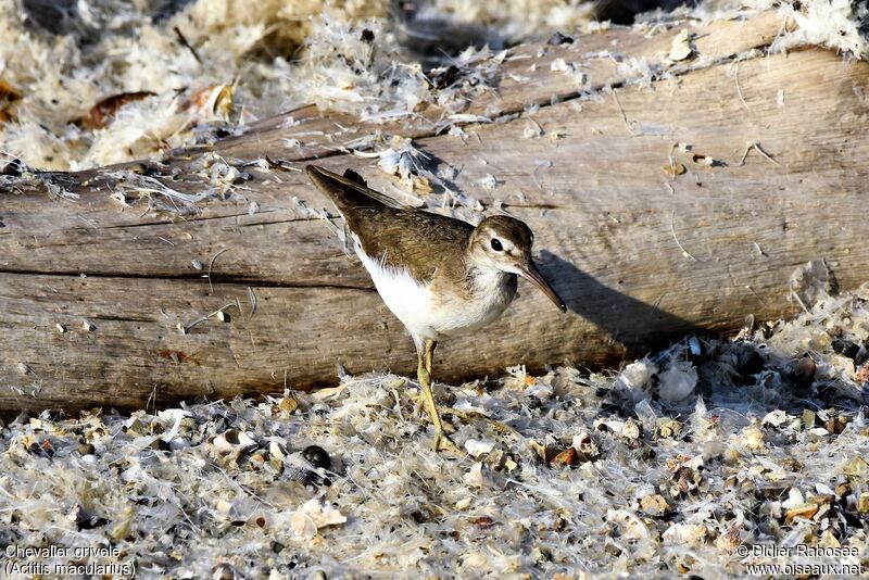 Spotted Sandpiperadult post breeding