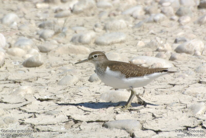 Common Sandpiper