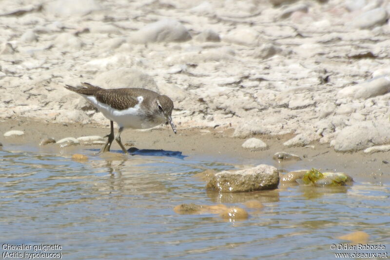 Common Sandpiper