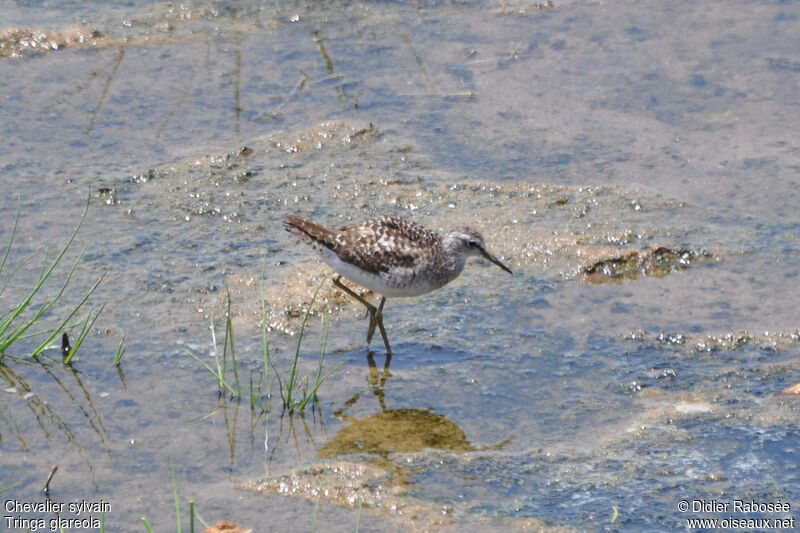 Wood Sandpiper