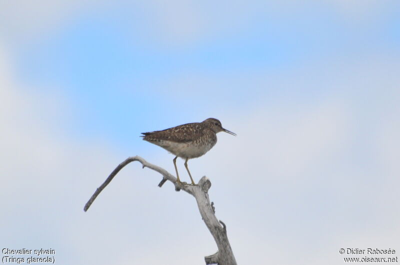 Wood Sandpiper, song